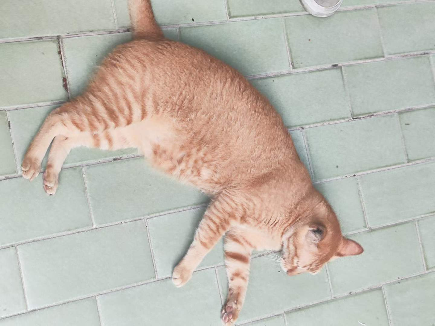 猫乐园的咪咪